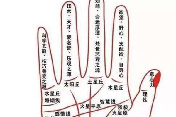 手相中的土丘解读与命运分析