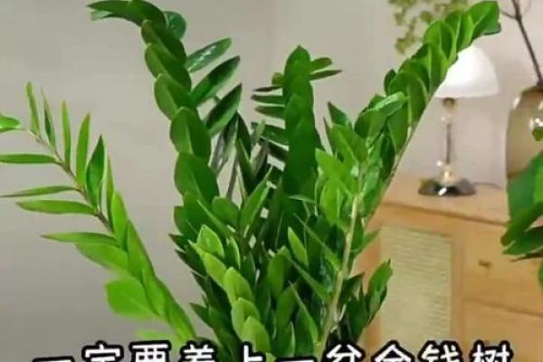 金钱树摆放在财位的风水影响分析