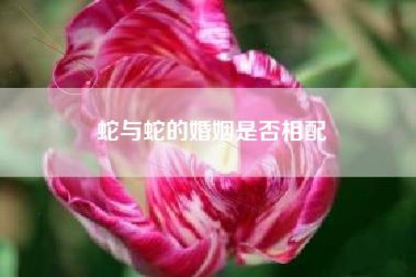 牛与蛇的婚姻能否长久？深度分析