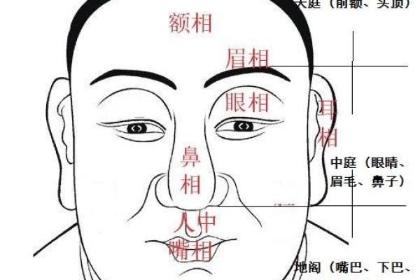 面相学中的天庭特征如何预测未来
