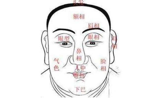 狐狸面相的奥秘：如何通过面相识别聪明的人
