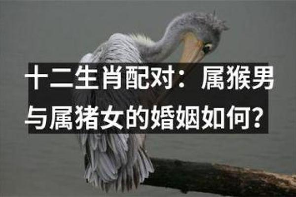 女兔男猴的婚姻能否长久？探索两者之间的和谐与冲突