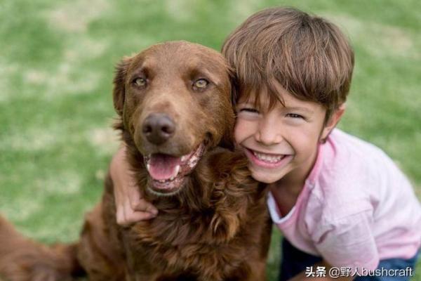 犬类婚姻配对的秘诀：帮助狗狗找到心仪的伴侣
