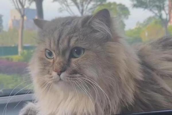 猫咪面相揭秘：如何通过面部特征识别猫咪的情感需求