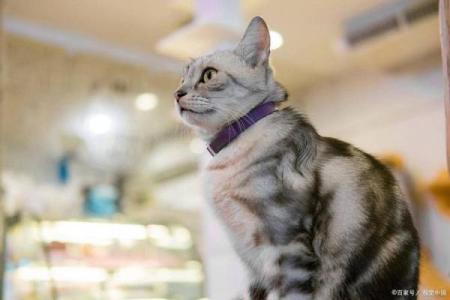 猫咪面相揭秘：如何通过面部特征识别猫咪的情感需求