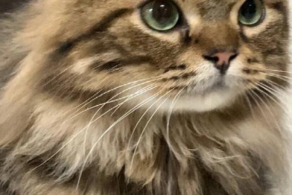 猫的面相与行为分析：猫咪面部特征如何影响它的互动方式