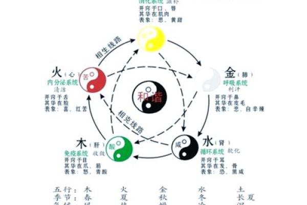 五行理论与五脏功能的深层次关联解析