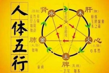 肝在五行中的属性与健康关系分析