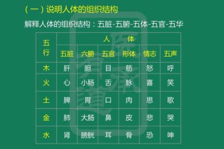 五行理论与五脏功能的深层次关联解析