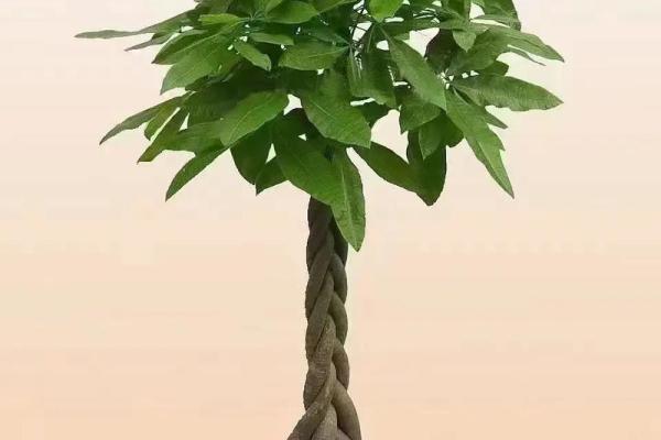 风水明财位适合摆放哪些植物提升运势