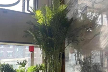 风水明财位适合摆放哪些植物提升运势