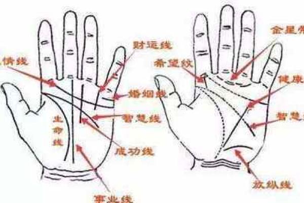探索手相与健康的关联：通过手掌看身体状况