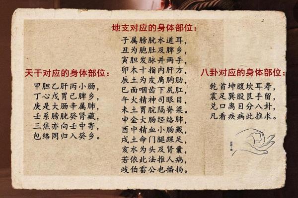 天干地支与身体部位的深层联系探秘