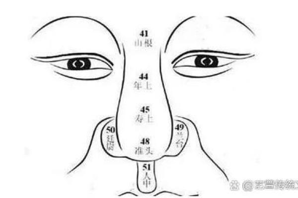 面相学中的鼻子解读：如何通过鼻形分析个人运势