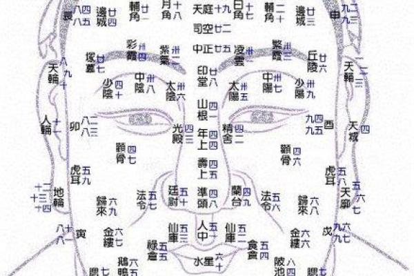 面相学中的鼻子解读：如何通过鼻形分析个人运势