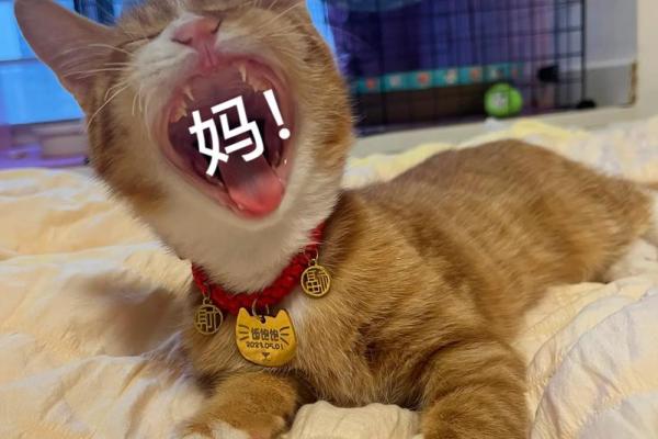 猫的面相解读：从眼神到表情看猫咪的情绪与性格