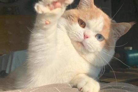 猫的面相解读：从眼神到表情看猫咪的情绪与性格