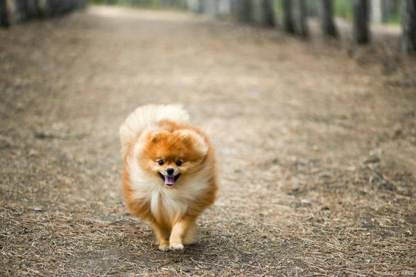 狗狗面相背后的秘密：从鼻子到耳朵揭示它们的性格特点