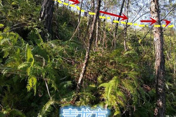 掌握风水技巧，跟随风水教授廖打造理想居住环境