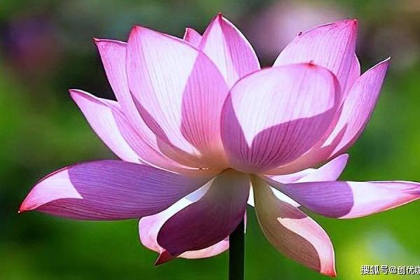 生肖运势速报：了解今天的好运与挑战
