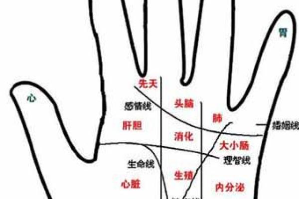 狐狸面相解析：从面相看你的聪明与机敏特质