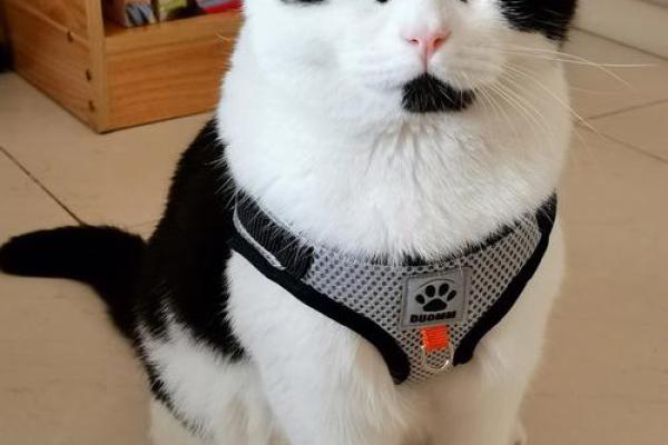 狐狸面相解析：从面相看你的聪明与机敏特质