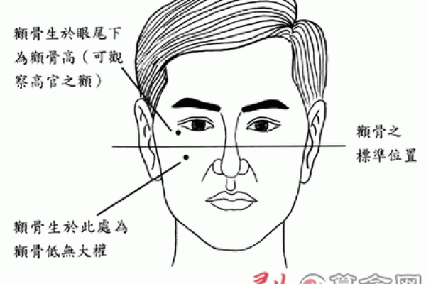 颧骨宽的面相解析与性格特点探讨