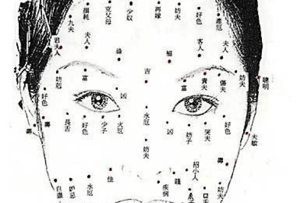 狐狸面相分析：如何看出一个人是否机智灵活