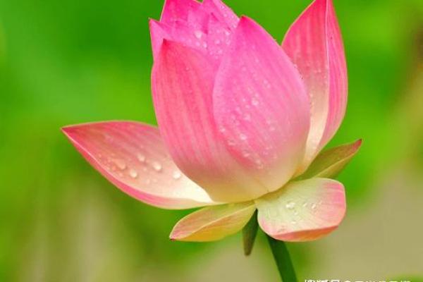 花命的含义与象征：解读生命中的花朵运势