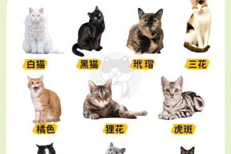 通过猫的面相了解它的健康状况和情绪变化