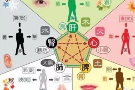 从大五行看五脏六腑的关系与保健