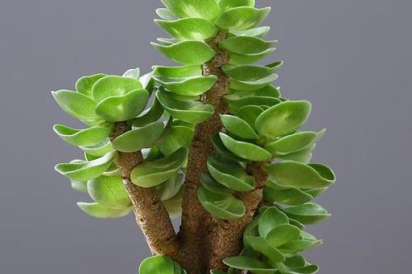 如何正确摆放多肉植物以不破坏财位风水