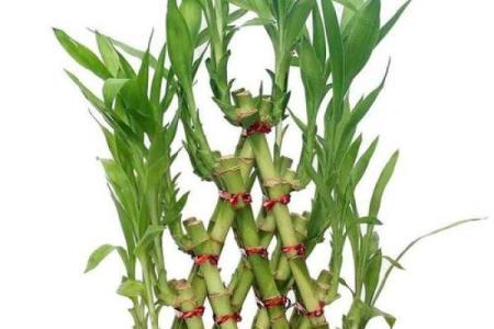 如何正确摆放多肉植物以不破坏财位风水