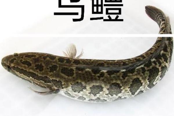 风水专家推荐：养鱼的最佳位置与种类