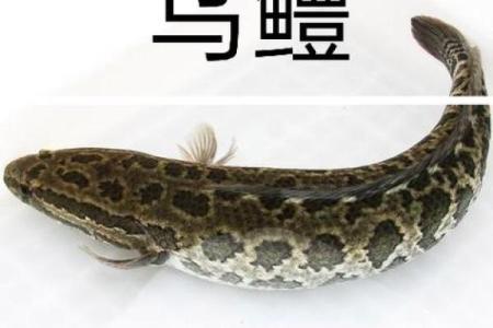 风水专家推荐：养鱼的最佳位置与种类