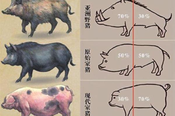 木猪命人的性格优势与挑战