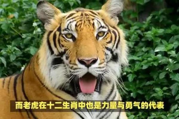 狮子属于哪个生肖？揭开生肖与动物的神秘联系