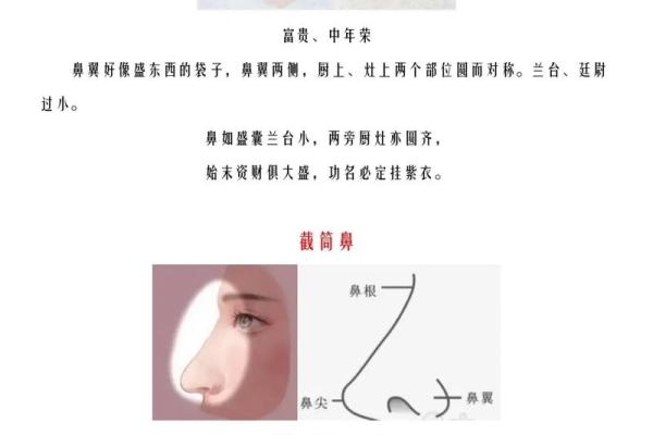 鼻子面相解析：如何通过鼻型了解一个人的性格与命运