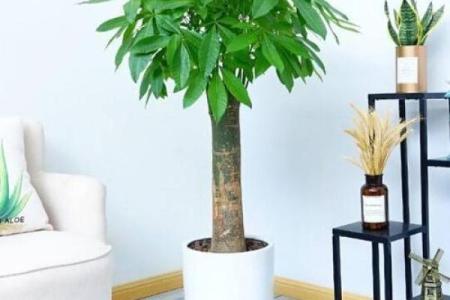 如何避免多肉植物破坏家中财位风水