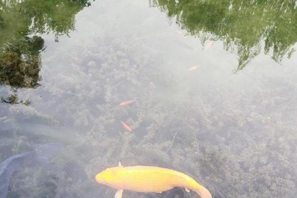 风水师揭秘：锦鲤如何改善生活运势
