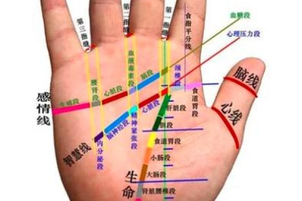 手相与健康：如何通过掌纹发现潜在的健康问题
