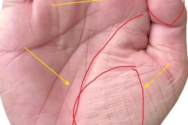 手相学解读：金星丘横纹的吉凶象征