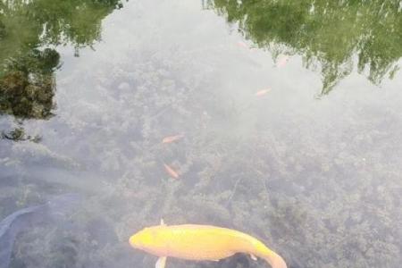 风水师揭秘：锦鲤如何改善生活运势