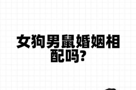 蛇鼠相配婚姻：天生的挑战与潜在的和谐