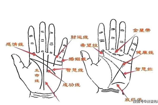 免费手相算命解析：你的生命线藏着什么秘密