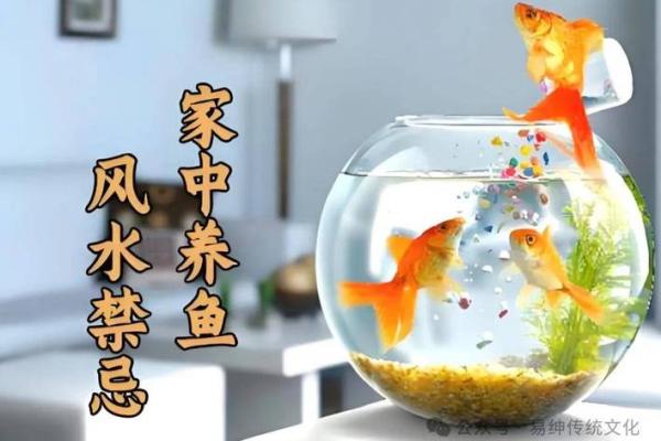 鱼缸风水禁忌：养鱼时你必须知道的风水法则