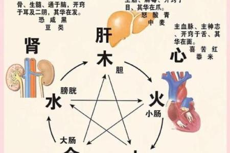 五行之气与人体健康的深刻联系解析