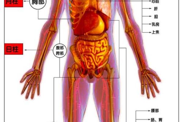天干地支与人体各部位的神秘关联解析