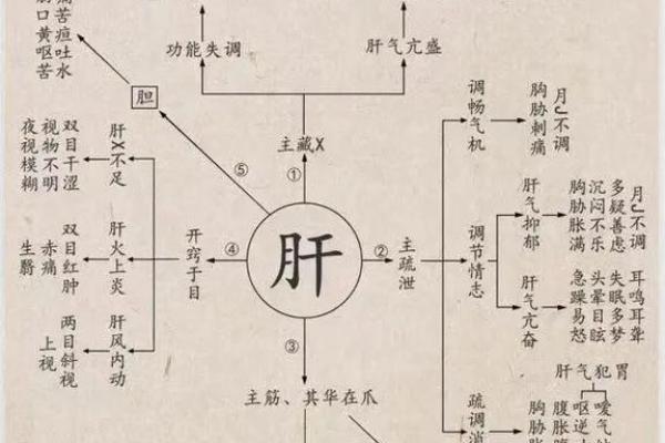 五脏与五行的关系：探索中医理论中的平衡之道