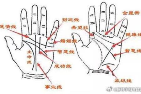 手掌健康密码：医学手相揭示你的身体状况